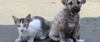 Sicilia, stanziati due milioni per sterilizzare cani e gatti randagi