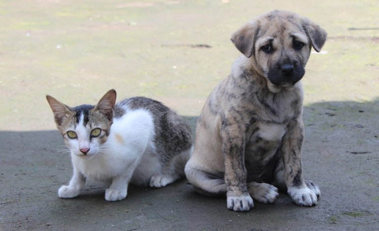Sicilia, stanziati due milioni per sterilizzare cani e gatti randagi - La Rivista della Natura