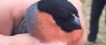 Feriti e catturati, 100 uccelli tornano a volare liberi a Valpredina