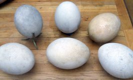Ritrovato un raro uovo di Aepyornis: era stato dimenticato nell’armadio