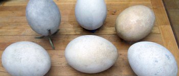 Ritrovato un raro uovo di Aepyornis: era stato dimenticato nell’armadio