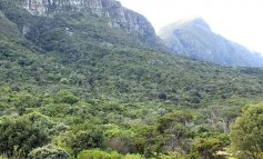 Fragili e bellissime: le foreste afromontane