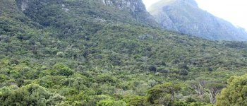 Fragili e bellissime: le foreste afromontane