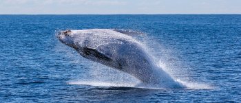 Giappone, catturate 333 balene