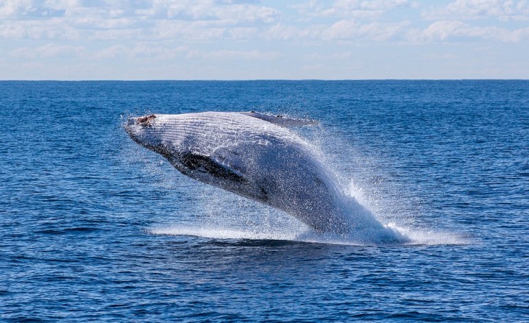 Giappone, catturate 333 balene