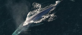 L’Islanda riapre la caccia alle balene e fissa le nuove quote