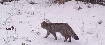 Gatto selvatico, avvistato per la prima volta a Trento