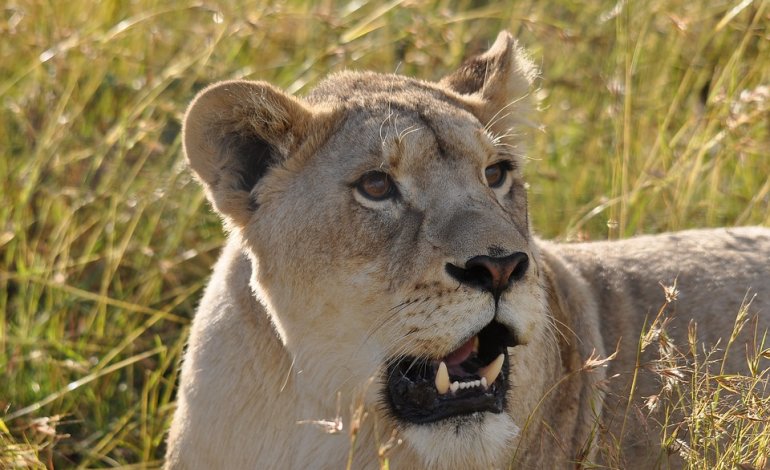 Uganda, 11 leoni uccisi nel Parco Nazionale