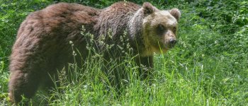 La cattura finisce in tragedia: ucciso orso bruno marsicano