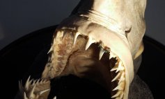 Lo squalo senese che spiega l’evoluzione climatica del Mediterraneo