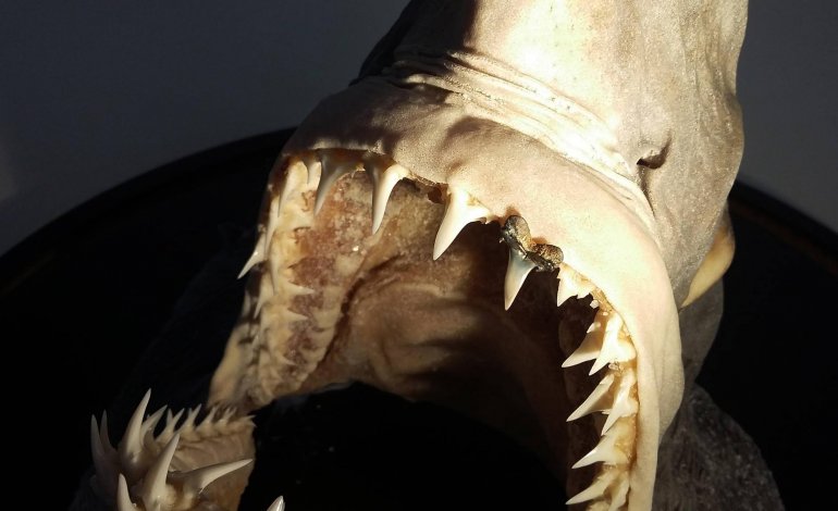 Lo squalo senese che spiega l'evoluzione climatica del Mediterraneo