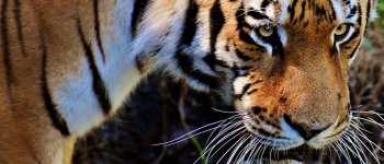 Uomini che proteggono le tigri: il caso virtuoso della Russia
