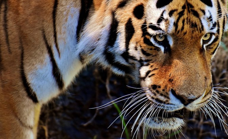 Uomini che proteggono le tigri: il caso virtuoso della Russia