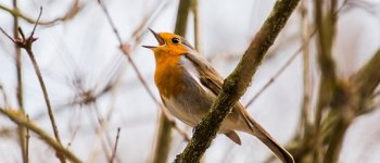 Il corso per riconoscere il canto degli uccelli