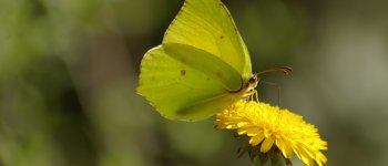 Cedronella, la farfalla che annuncia la primavera