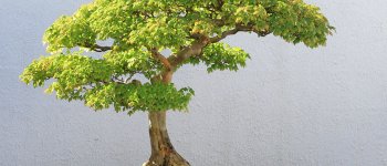 Acer buergerianum, il bonsai del Sol Levante