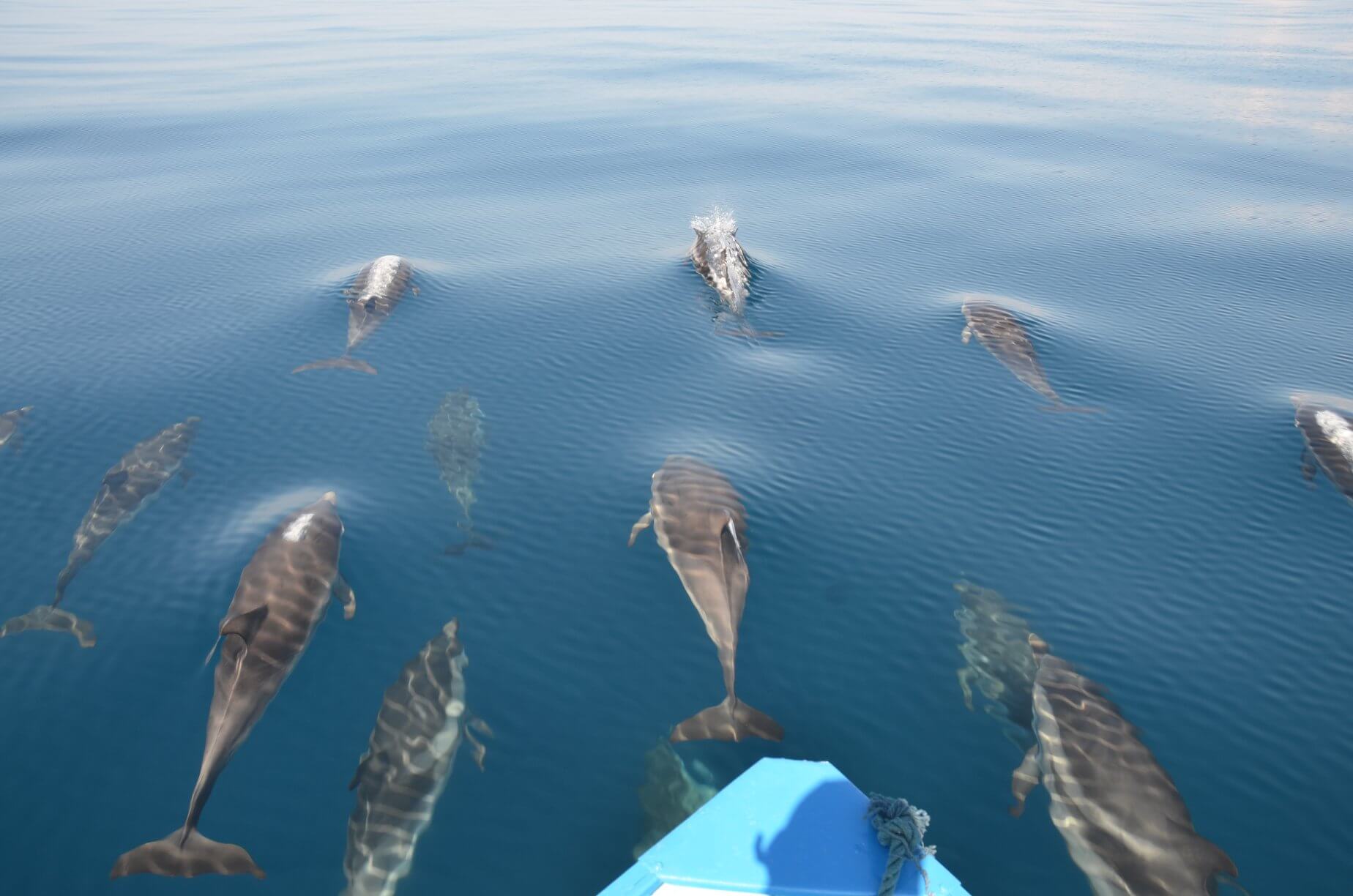 I tursiopi di Filicudi e il progetto per proteggerli La Rivista della