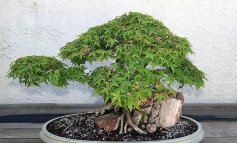 Acer palmatum, tutto sul bonsai più amato