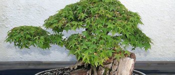 Acer palmatum, tutto sul bonsai più amato