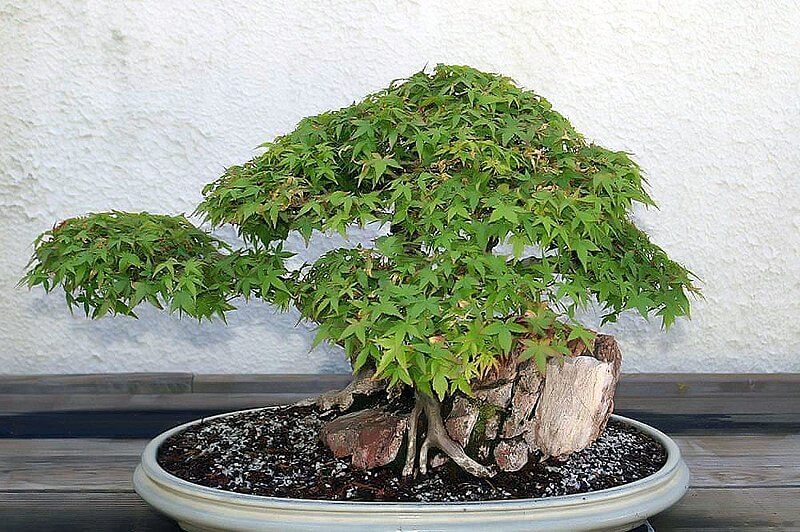 Acer Palmatum Butterfly variegated innesto ideale per bonsai