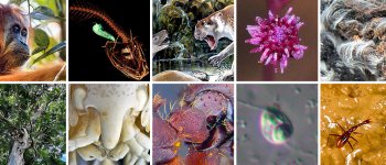 Biodiversità: la top ten delle specie scoperte