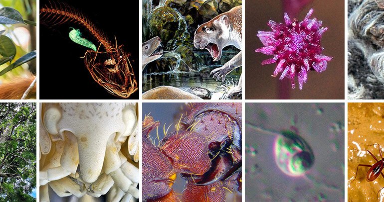Biodiversità: la top ten delle specie scoperte