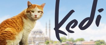 Kedi, i meravigliosi gatti di Istanbul arrivano sul grande schermo