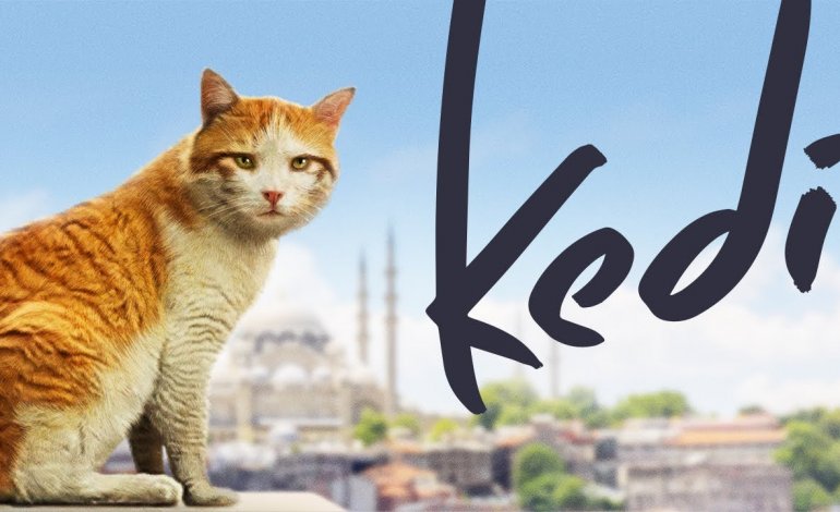 Kedi, i meravigliosi gatti di Istanbul arrivano sul grande schermo