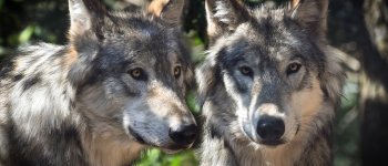 La petizione contro il lupo che divide Bolzano