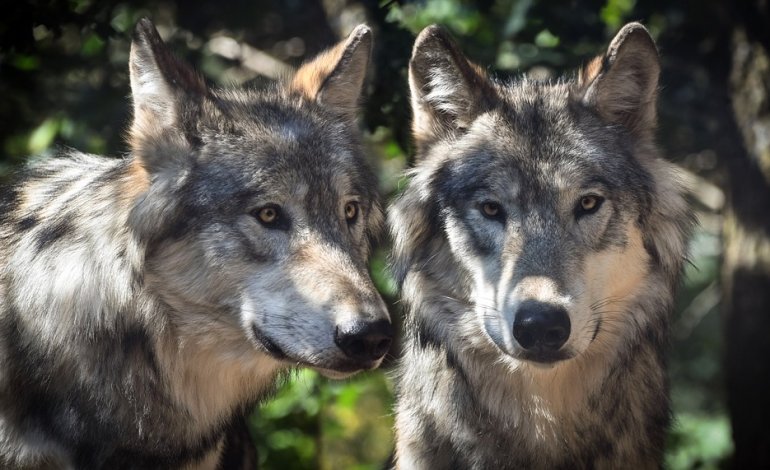 La petizione contro il lupo che divide Bolzano