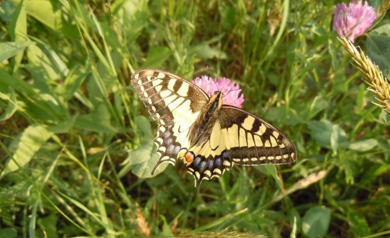 Farfalla Macaone, il lepidottero inconfondibile