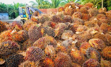 Olio di palma, ancora 4mila ettari di foresta abbattuti