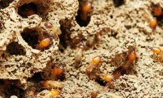 Agricoltrici sapienti e pazienti costruttrici: le termiti