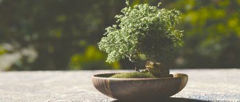 La scelta del vaso per bonsai