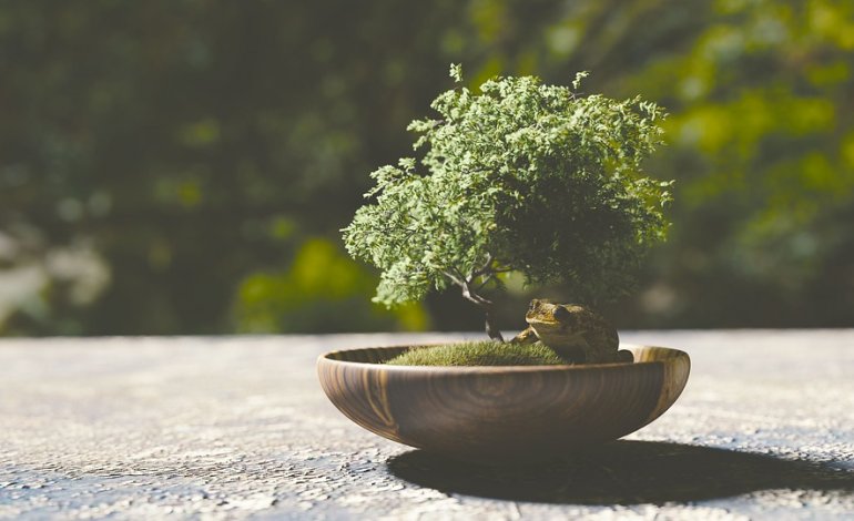 La scelta del vaso per bonsai - La Rivista della Natura