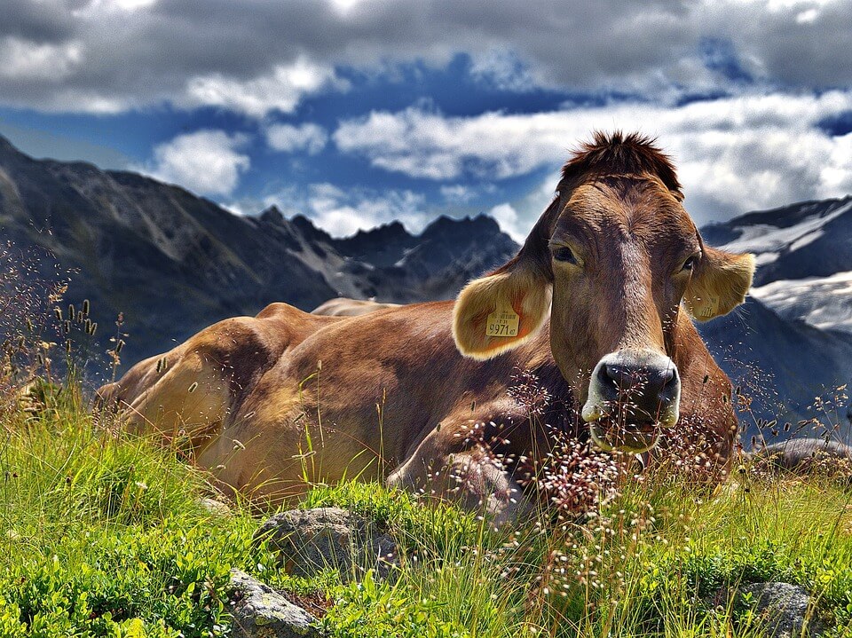 Aria E Clima L influenza Della Zootecnica La Rivista Della Natura