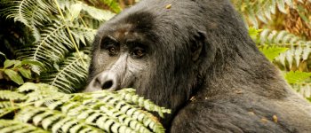 Gorilla di montagna, la meraviglia dell'Uganda