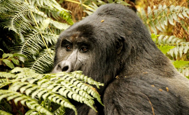 Gorilla di montagna, la meraviglia dell’Uganda