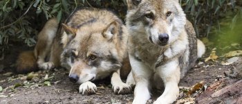 L'altruismo del lupo