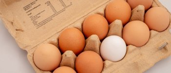 L’inchiesta che svela l’insostenibile produzione delle uova