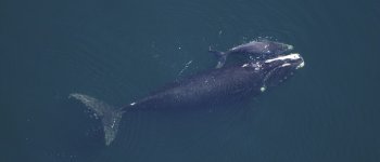 80 borse di plastica nello stomaco: così è morta la balena pilota