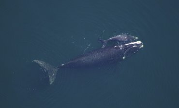80 borse di plastica nello stomaco: così è morta la balena pilota