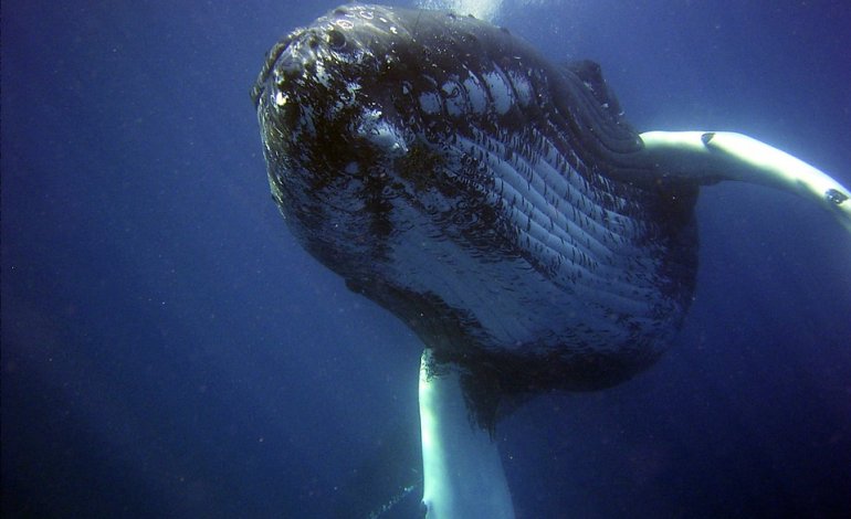 Il Giappone ammette: uccise 122 balene gravide