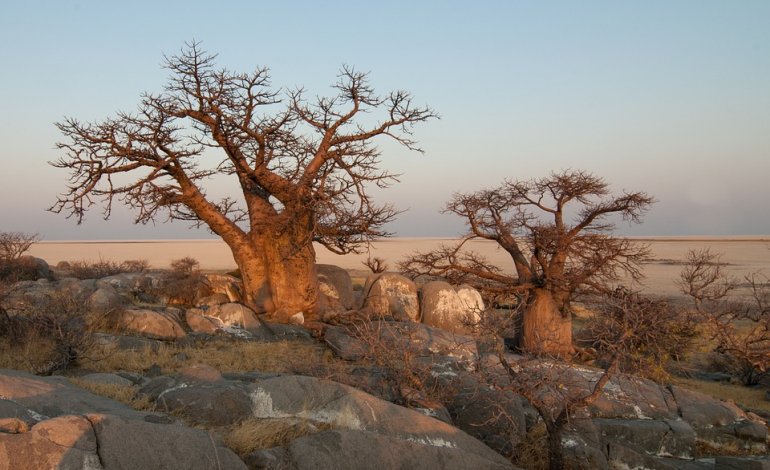 In Africa è in corso una misteriosa moria di baobab