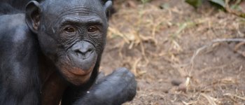Anche i bonobo hanno le loro ostetriche