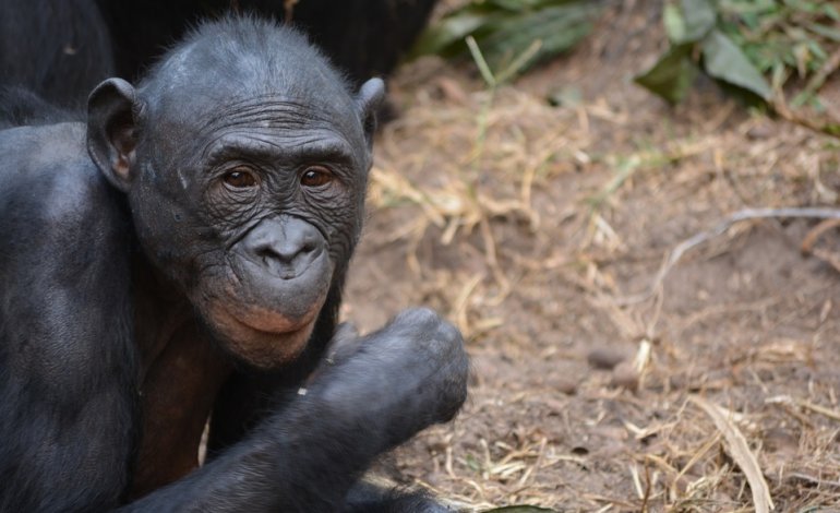 Anche i bonobo hanno le loro ostetriche