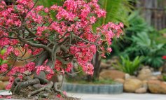 I migliori 5 musei e centri di bonsai al mondo