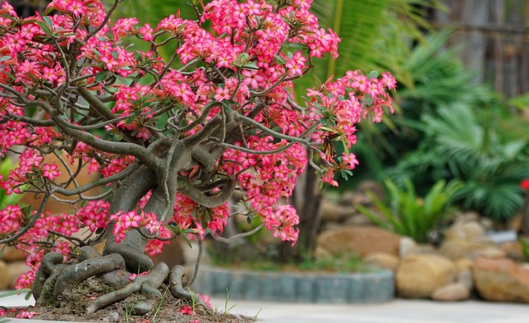 I migliori 5 musei e centri di bonsai al mondo