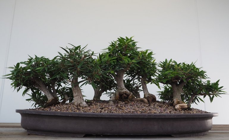 Lo stile di un bonsai? Seguire le istruzioni della natura!