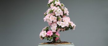Come coltivare un bonsai: difesa da parassiti, concimazione e altri interventi